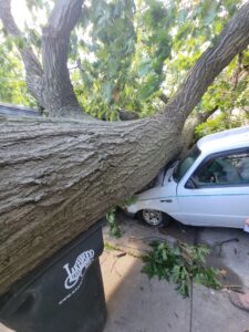 tree removal from a car in lakewood ohio