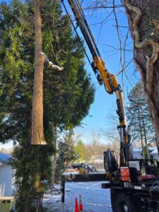 crane tree services