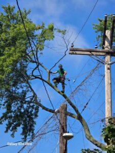 crane tree removal