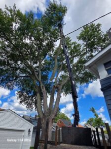 tree removal crane cleveland ohio