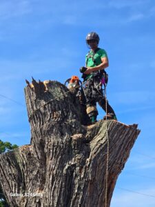 crane services tree removal cleveland ohio