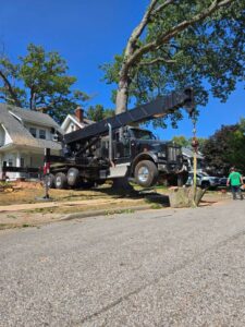 crane tree removal near me